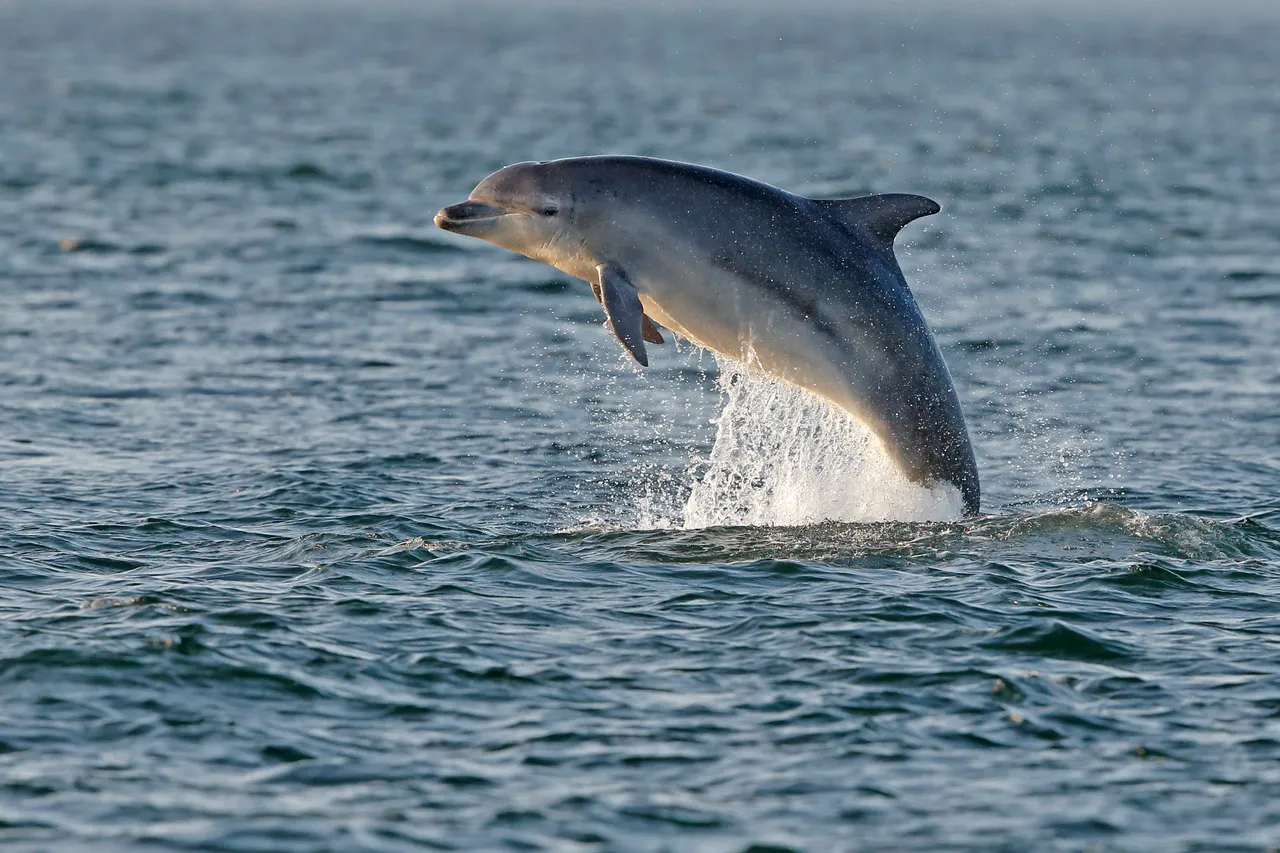 Bottlenose dolphin