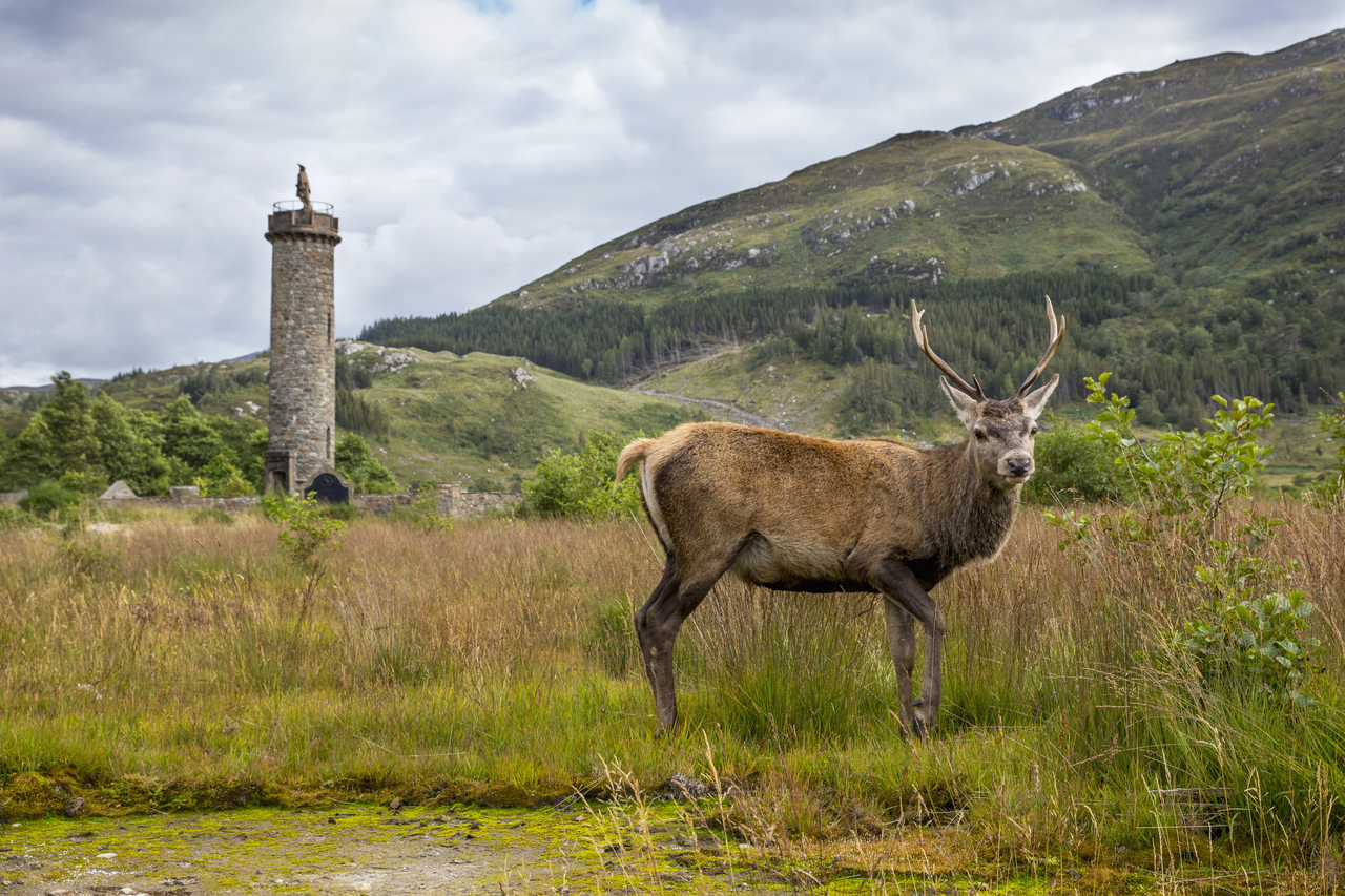 Red Deer by the Glenfinnan Monument