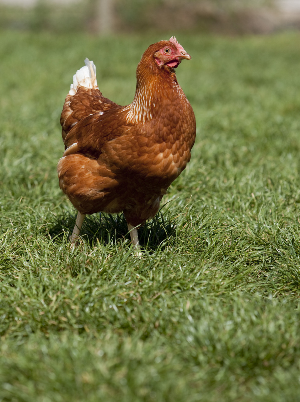 East Links Family Park