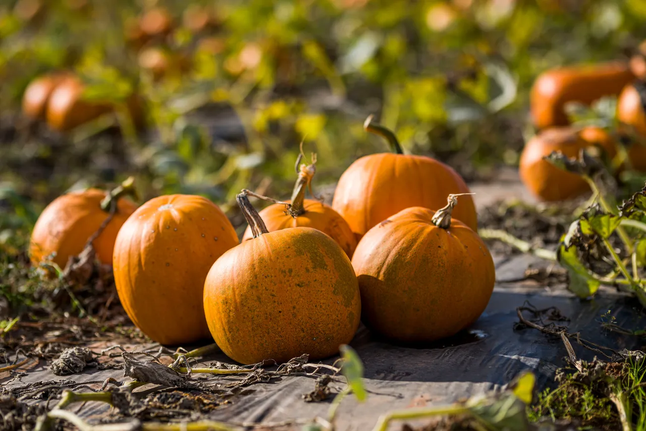 Westerton Farmers Pumpkins